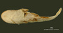 Ageneiosus marmoratus FMNH 53245 holo v